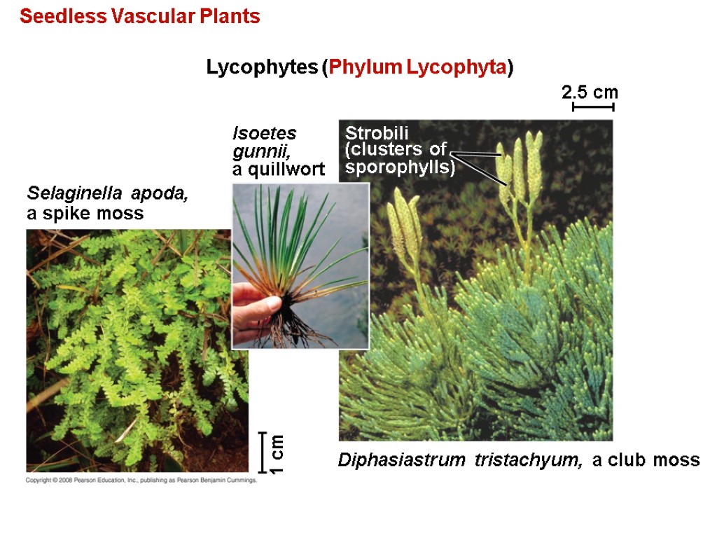 Seedless Vascular Plants Lycophytes (Phylum Lycophyta) Selaginella apoda, a spike moss Isoetes gunnii, a